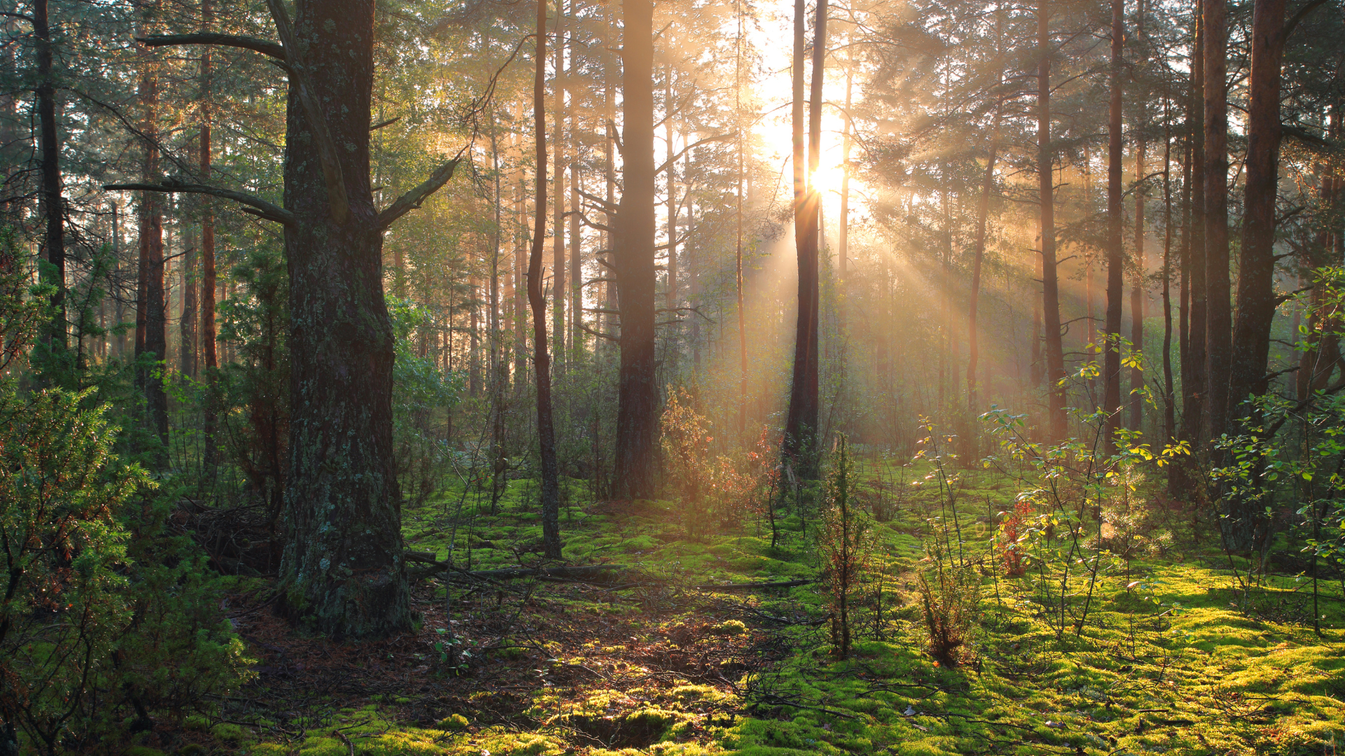 Sustainability Report